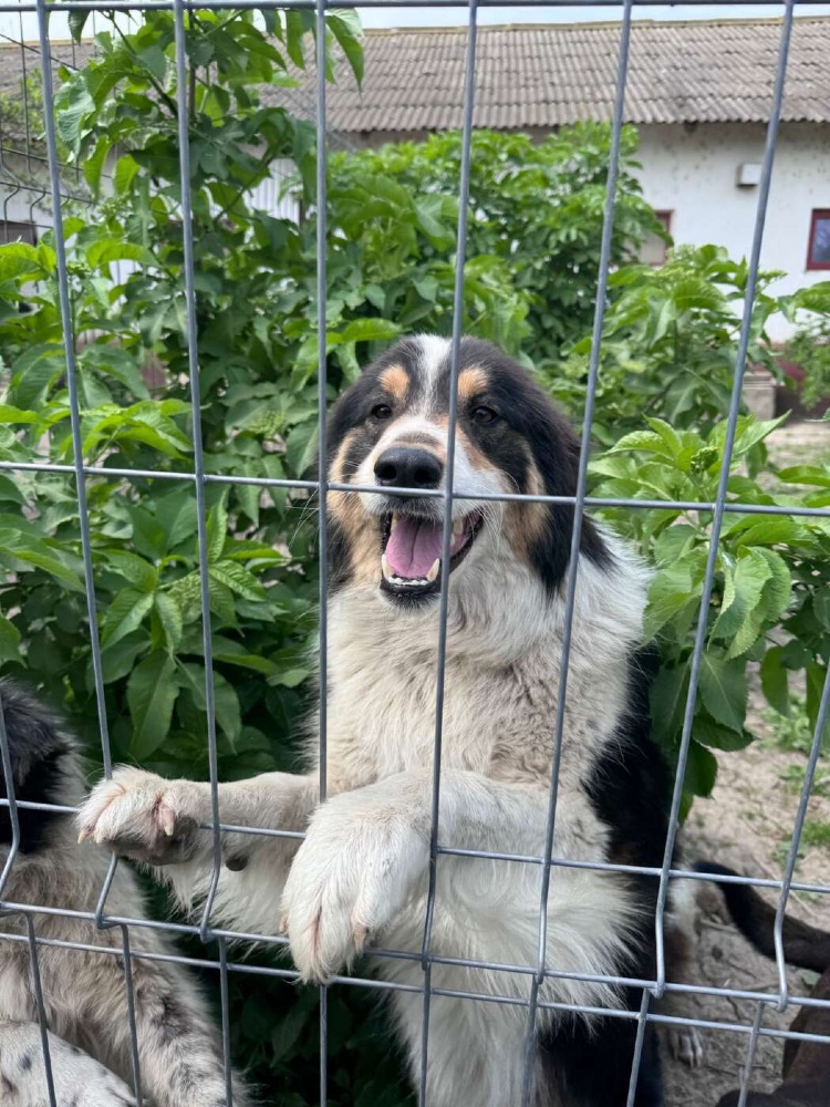Pepillo