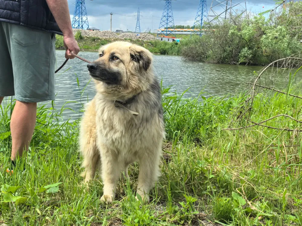 Bella