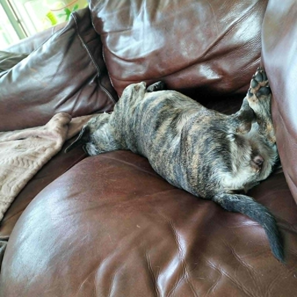 Ida klein hond groot hart