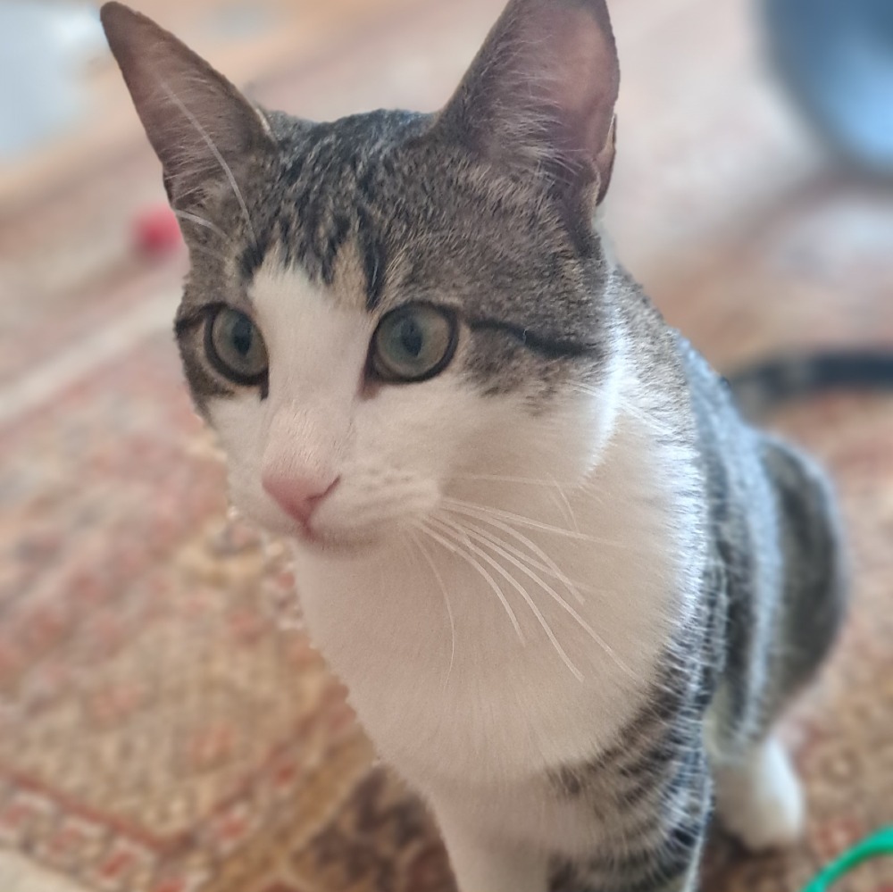 Jino