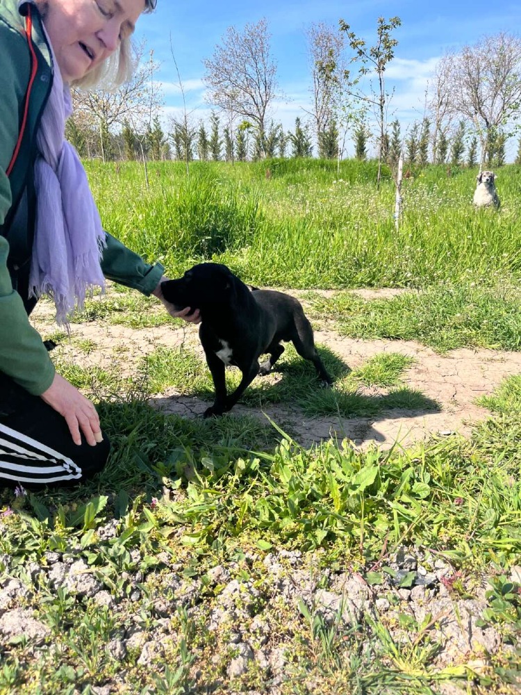 Okkie – Urgent!