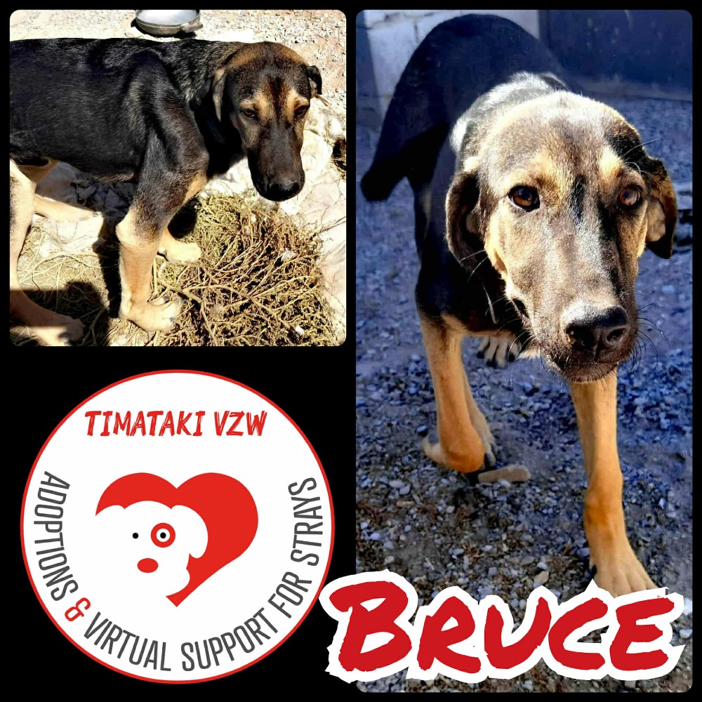 Bruce