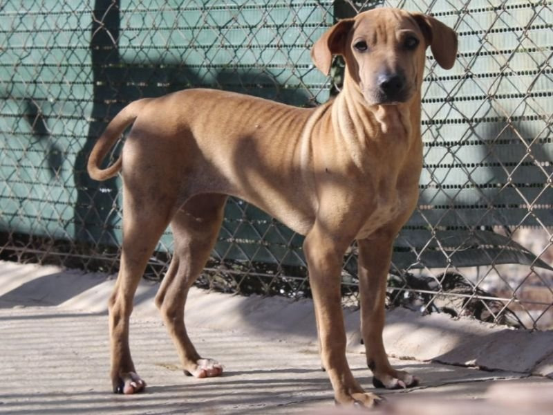 Bigoudie