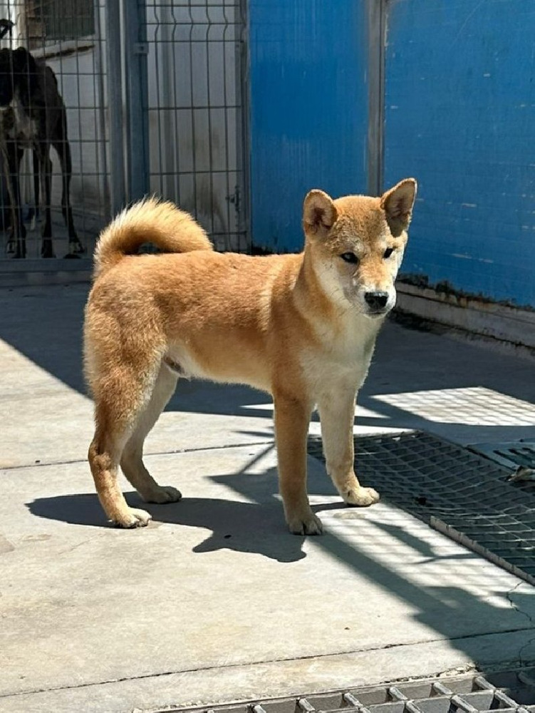 YAO