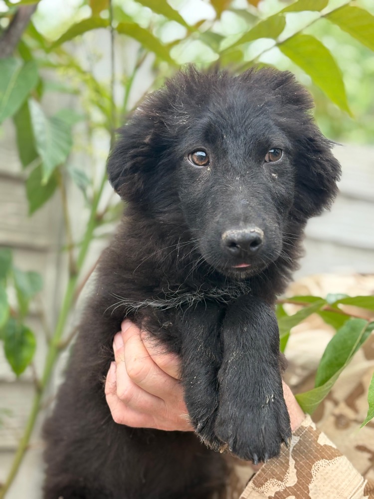 Blacky