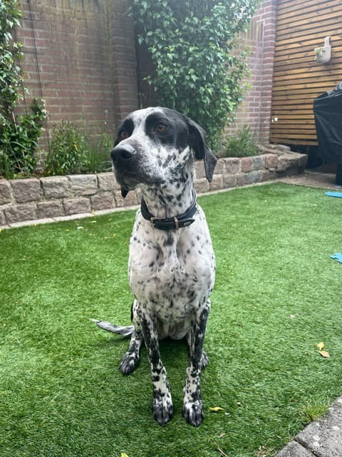 Kaya