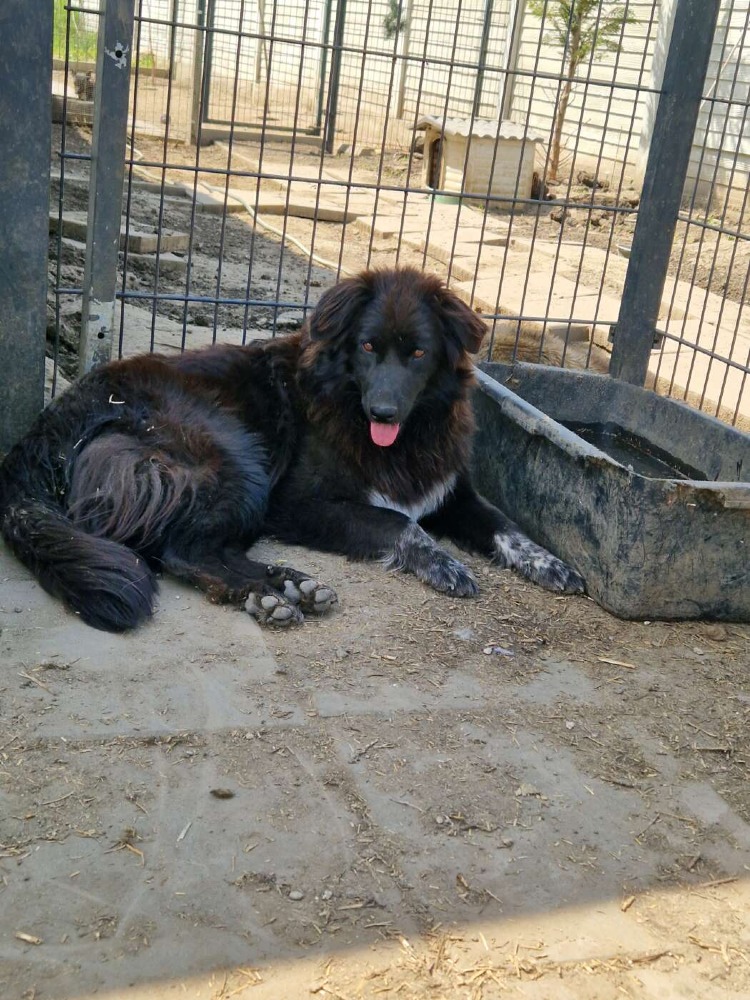 Layka