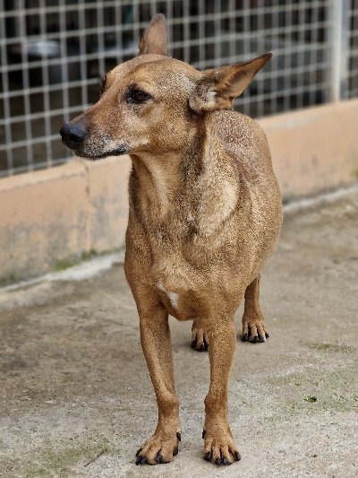 Carmen