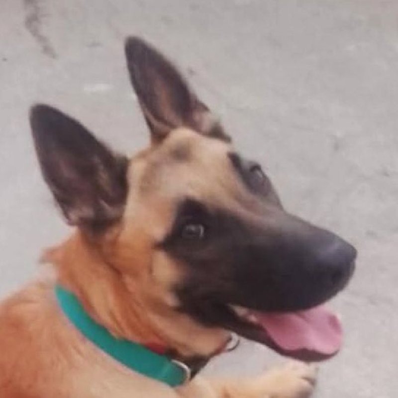Canela