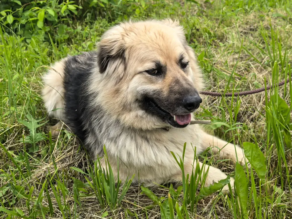 Bella