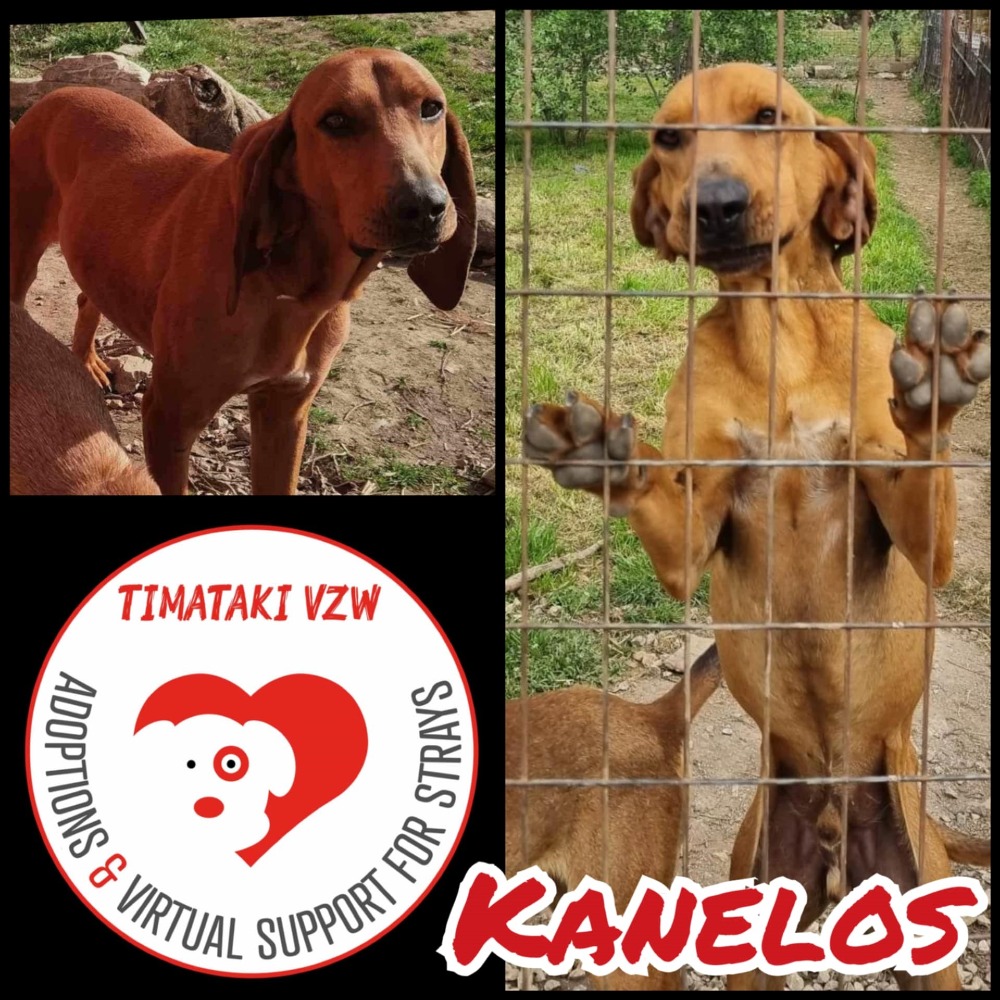 Kanelos