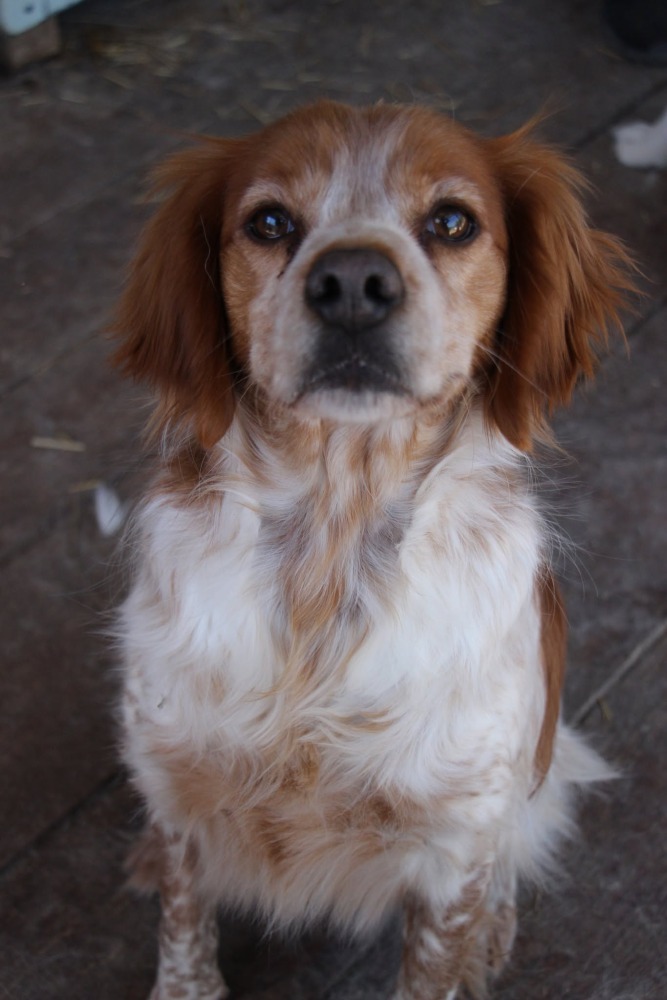 Dina