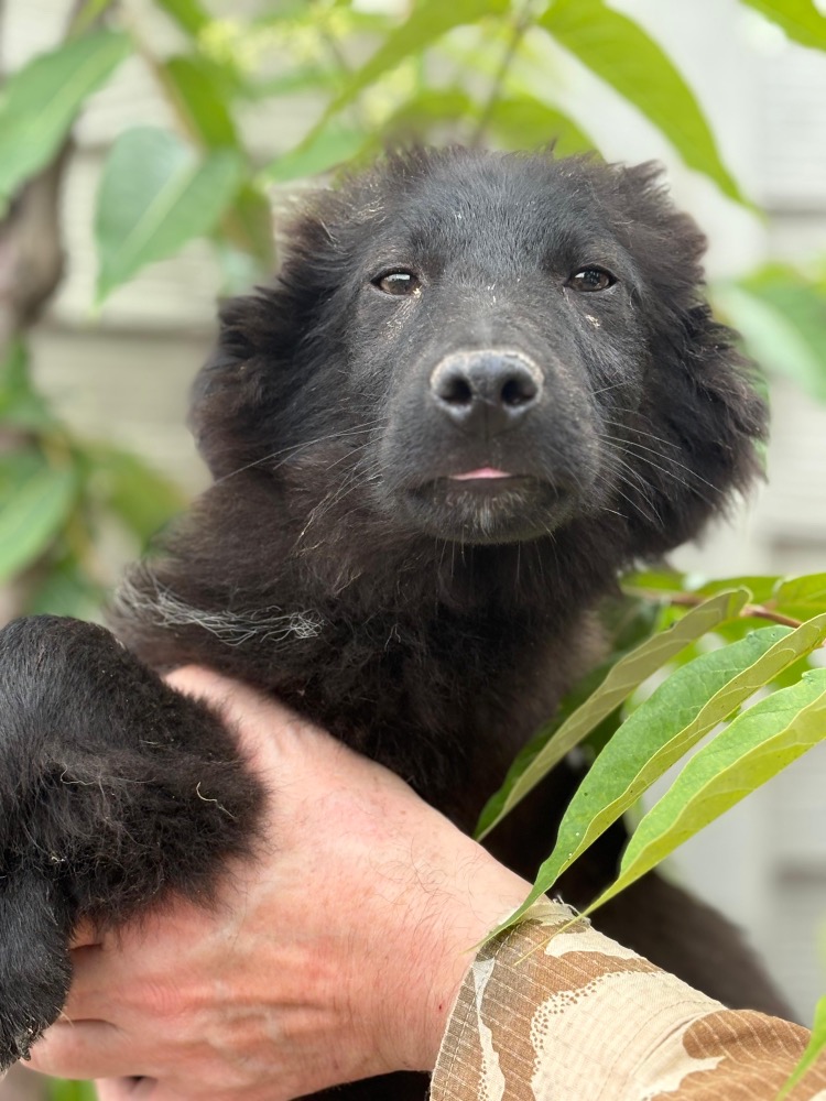 Blacky