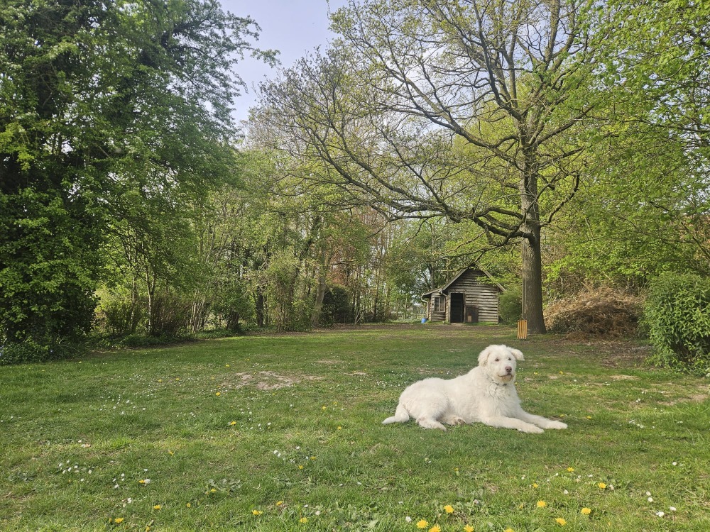 Copito