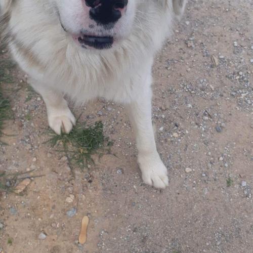 Pino