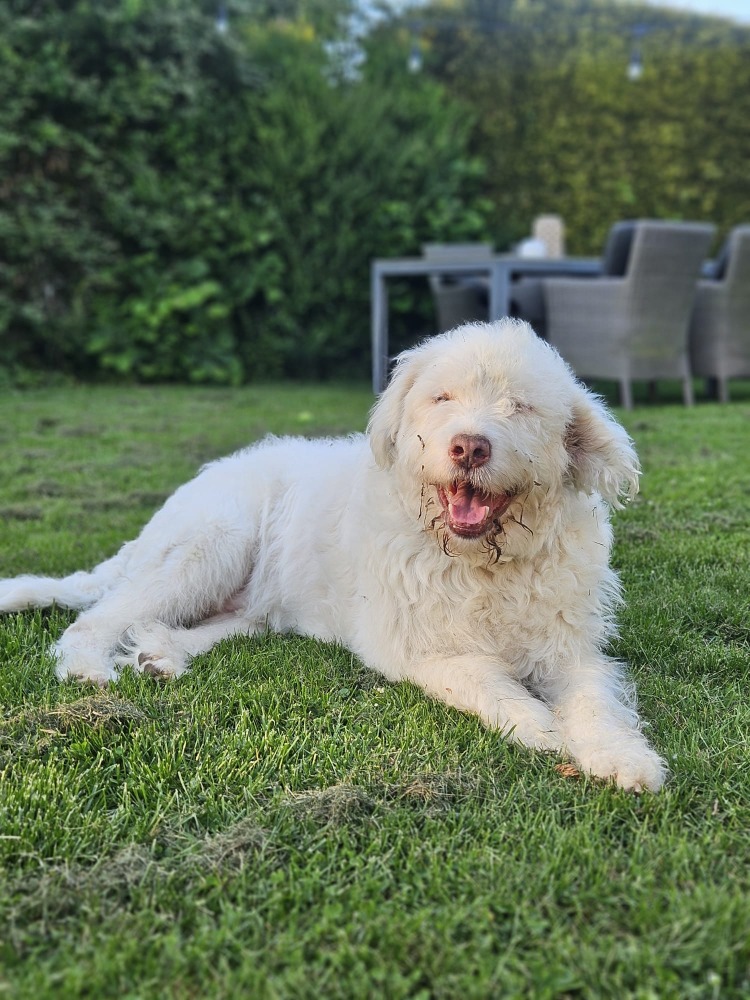 Copito