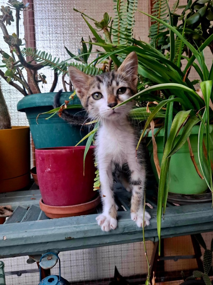 Flora