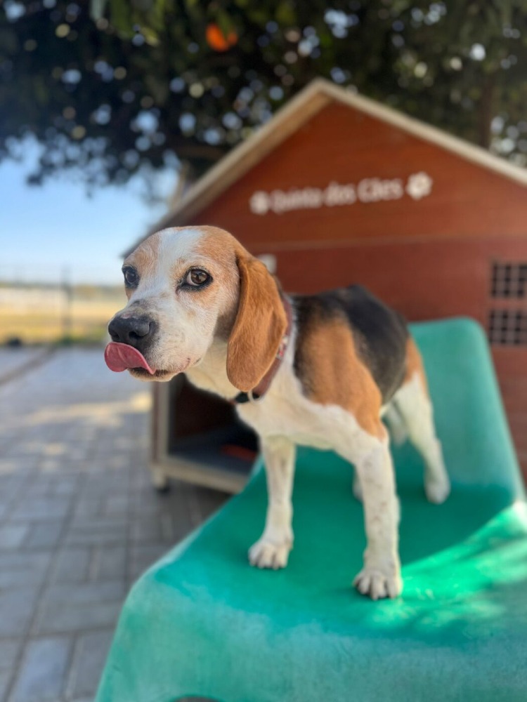 Snoopy