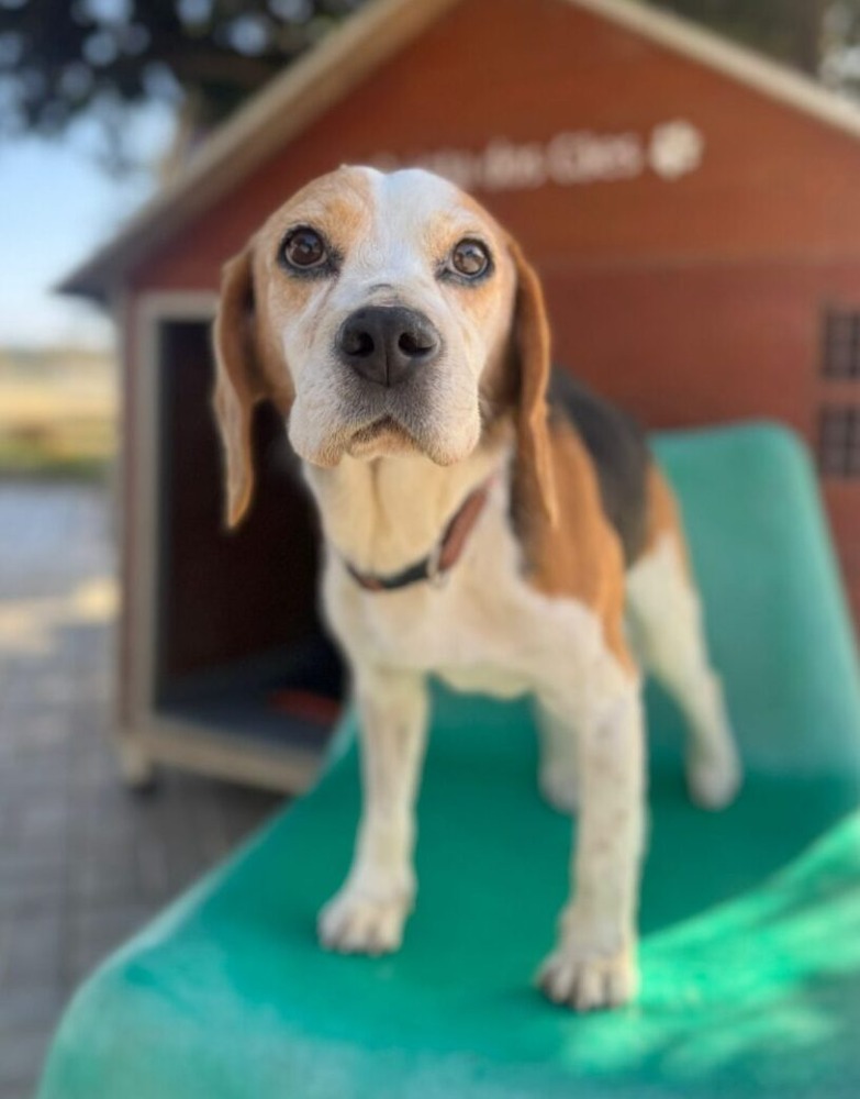 Snoopy