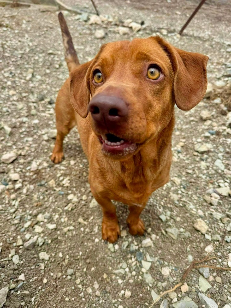 MAVERICK