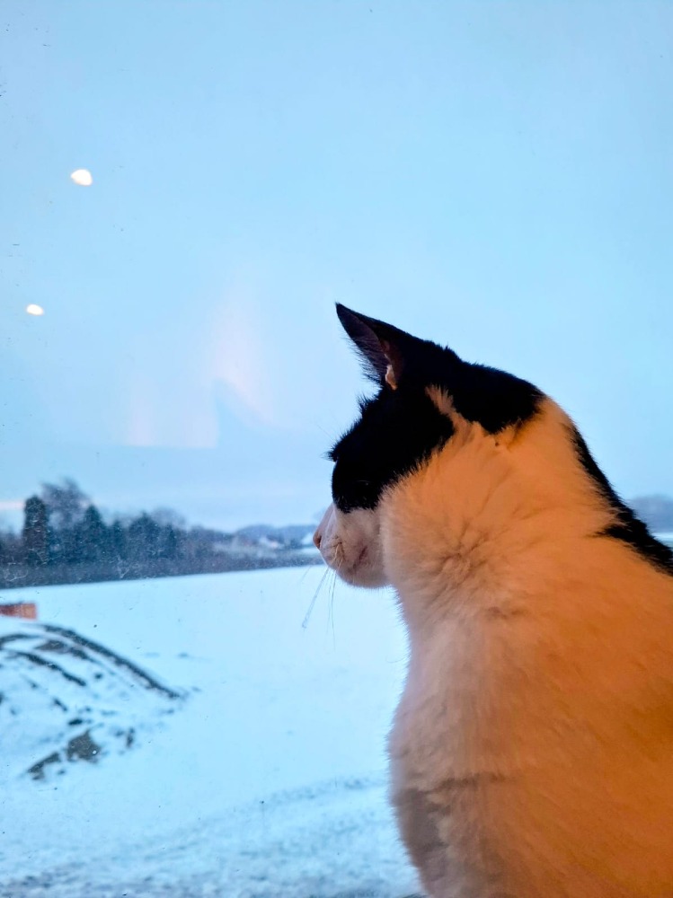 Loki