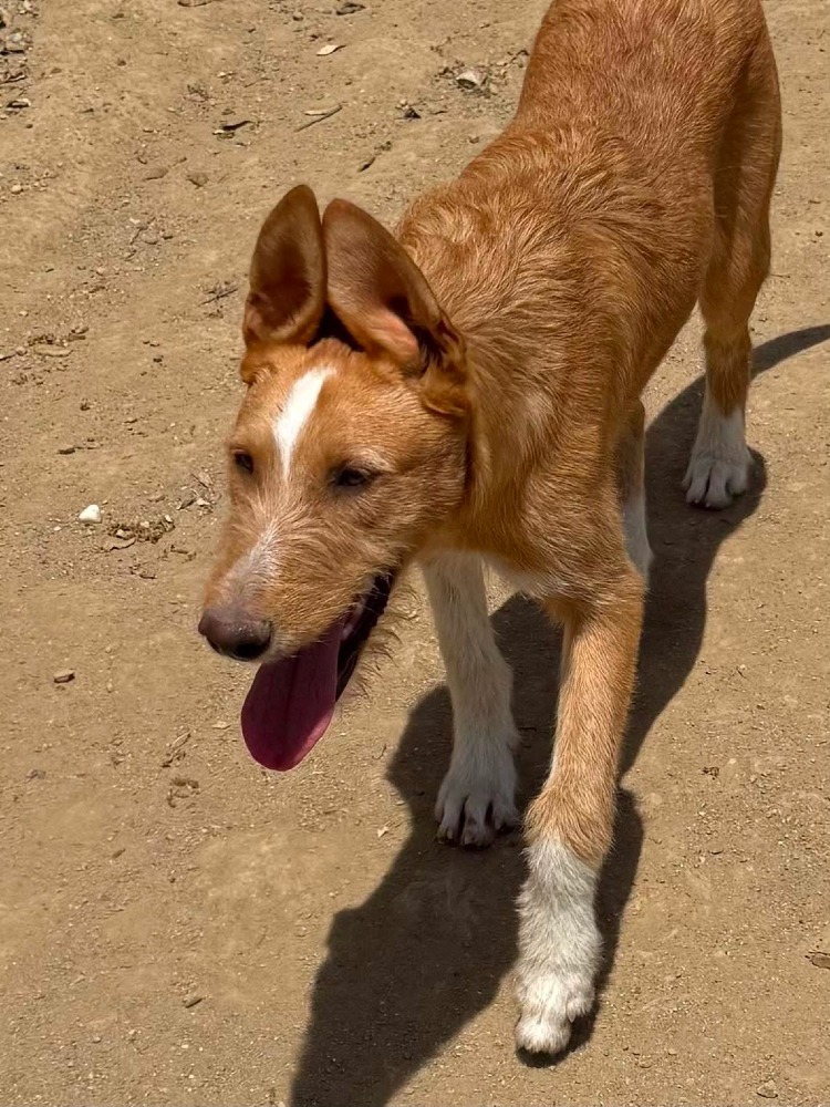 Simba ADR