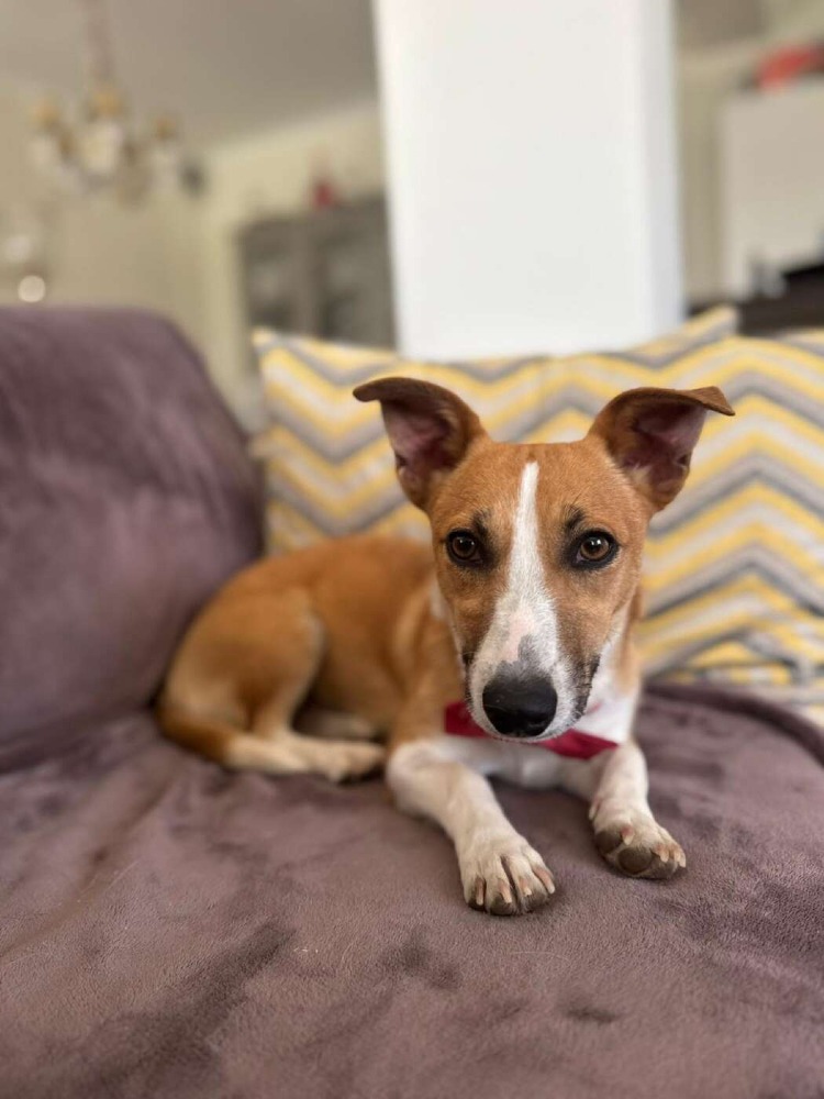 Stella