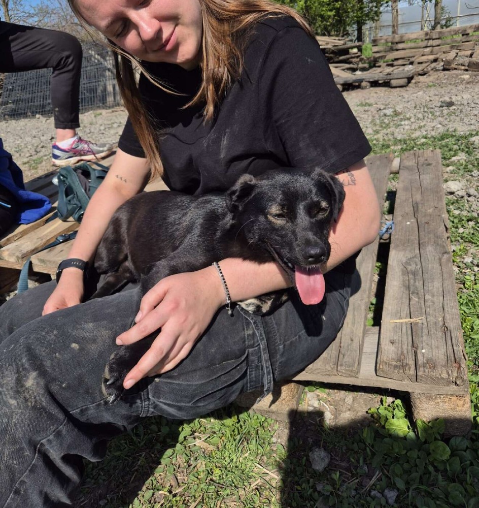 Okkie – Urgent!