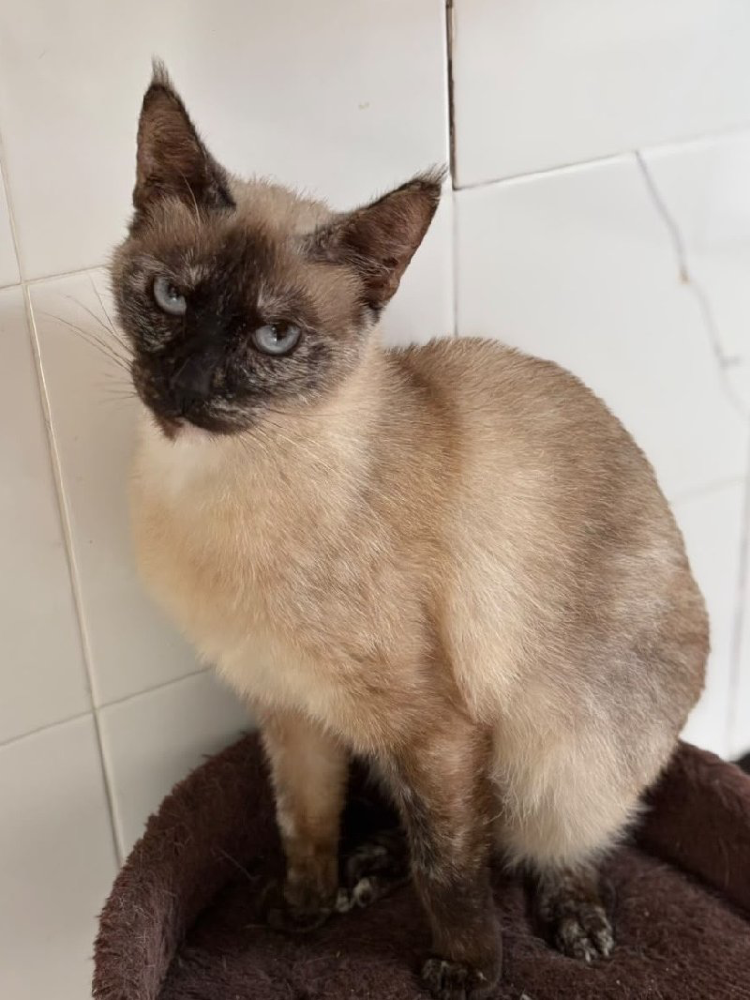 Pippa