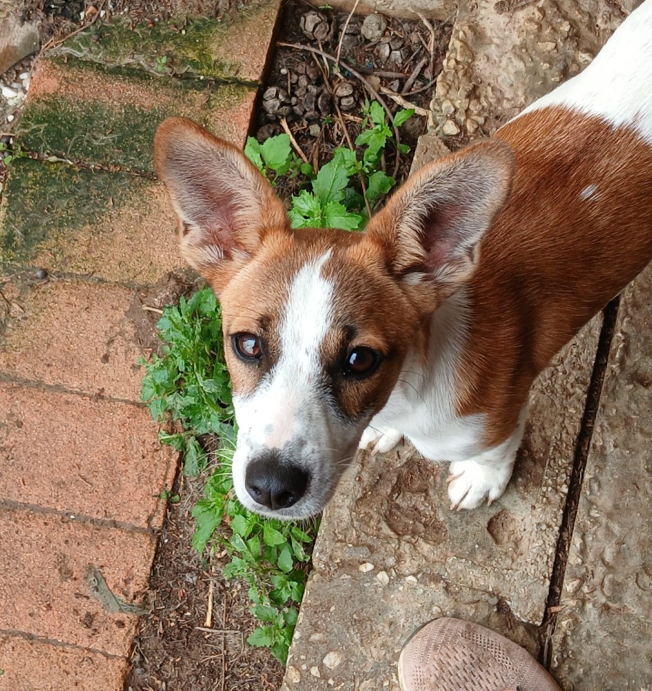 Stella ADR