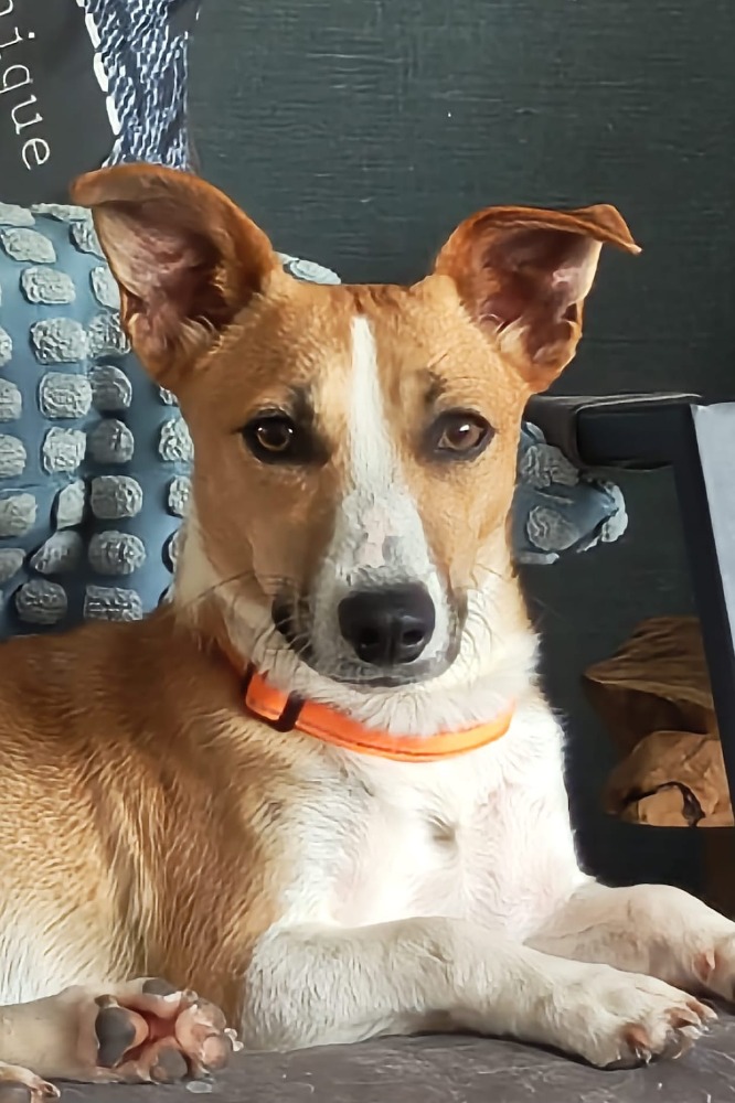 Stella
