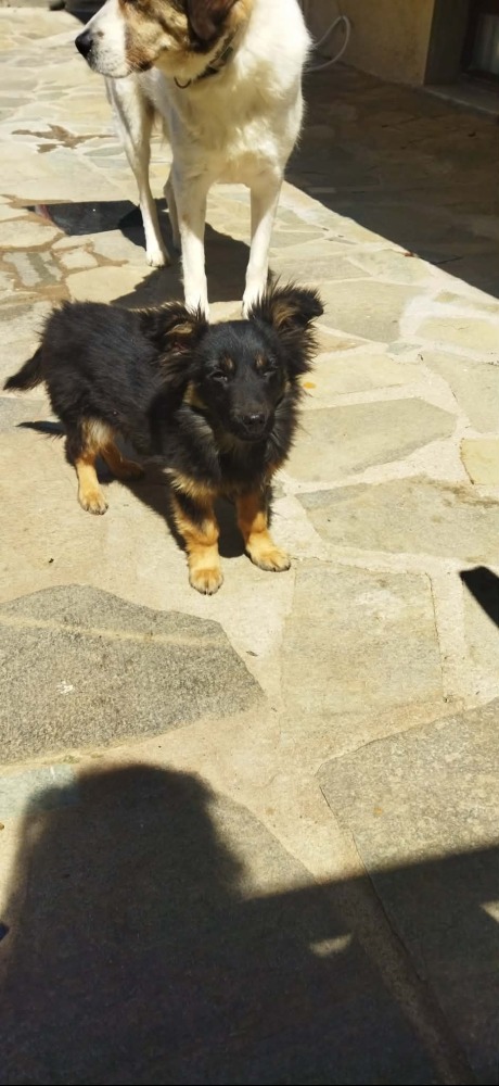 Rocco