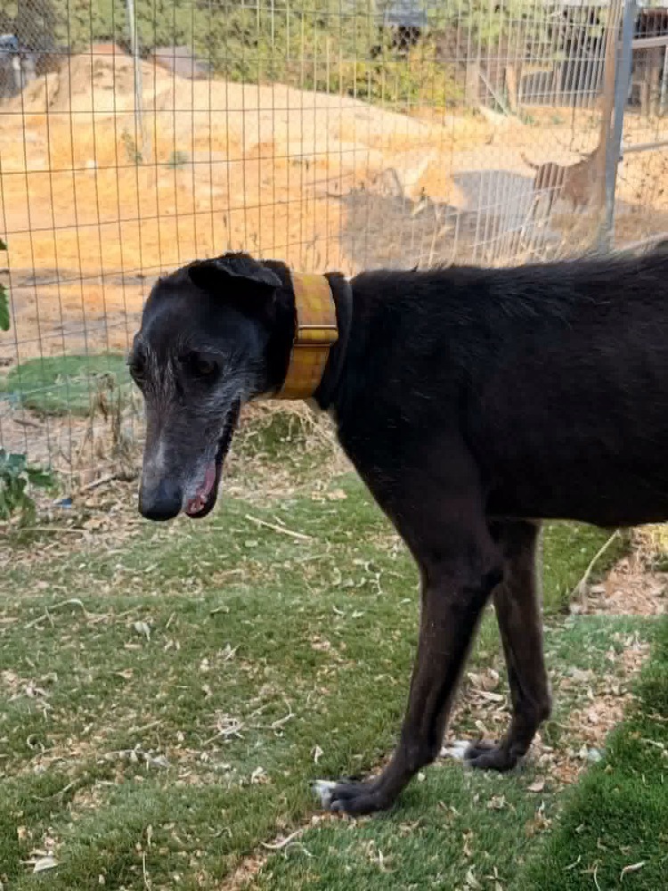 Moska BR