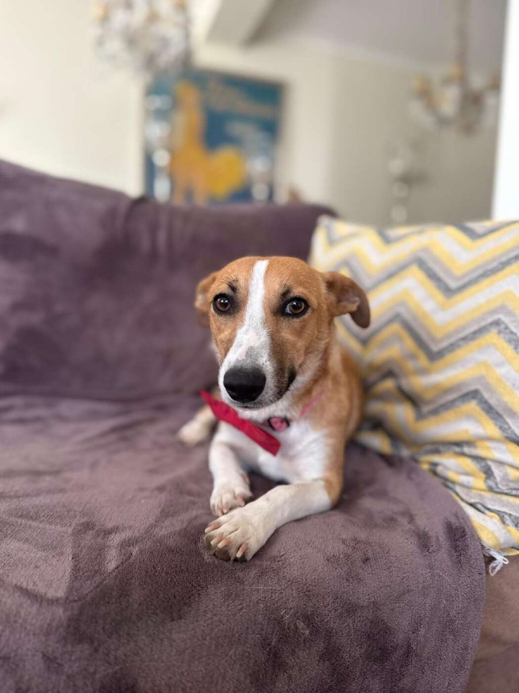 Stella