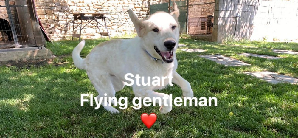 Stuart