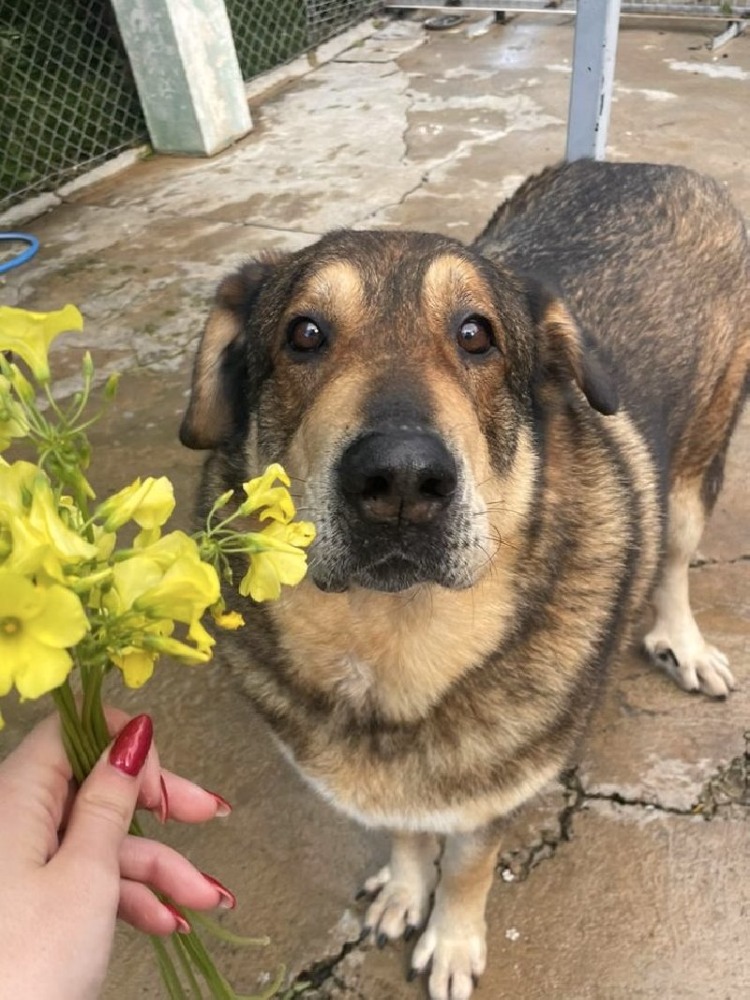 Chico