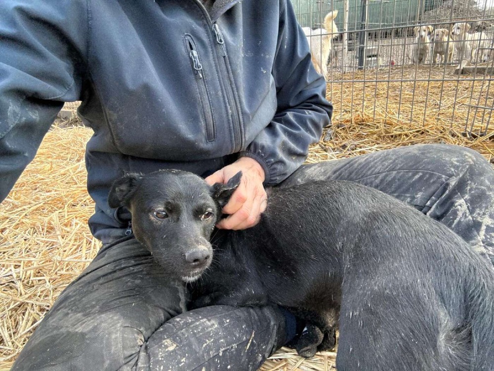 Okkie – Urgent!