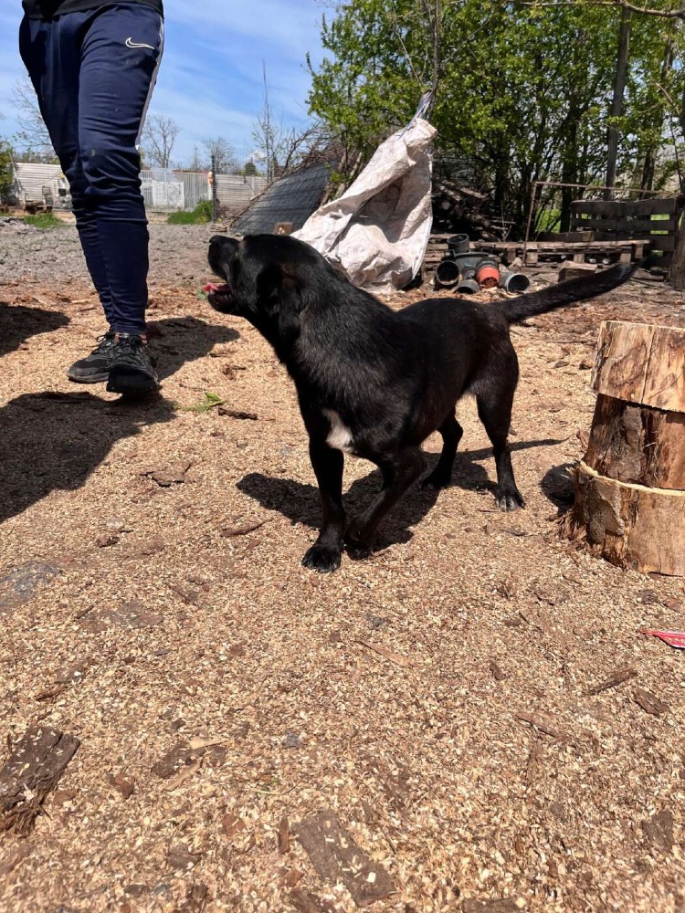Okkie – Urgent!