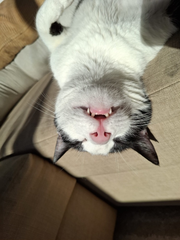 Loki