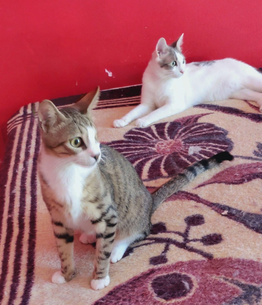 Milto & Mimi