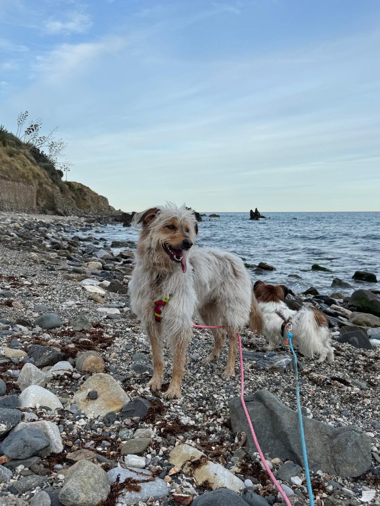 Zaya AC,American Shepherd