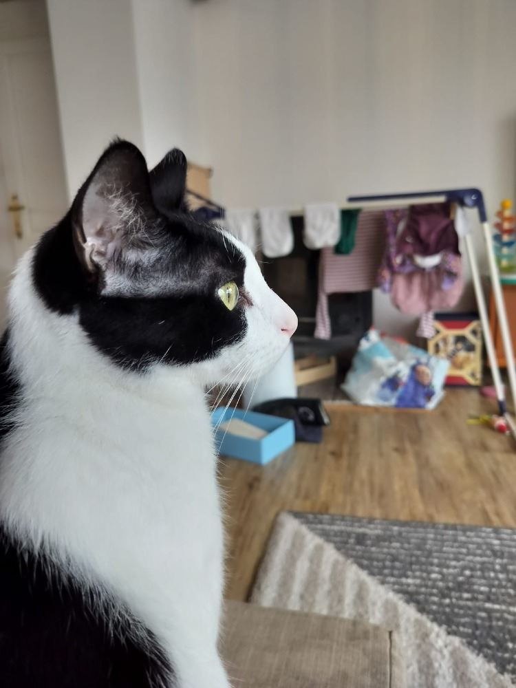 Loki