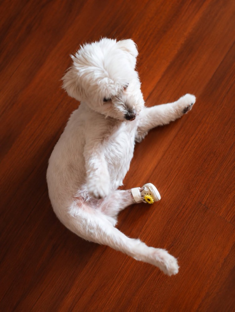 Kika BR senior, handicap