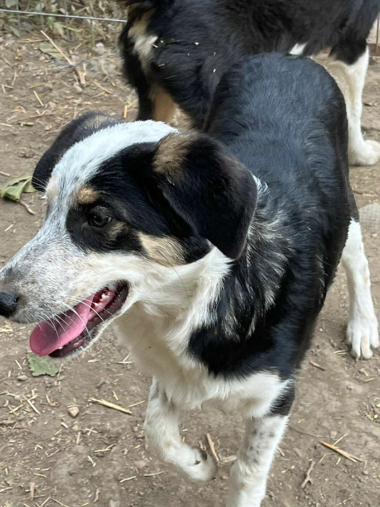 Pandora – urgent!