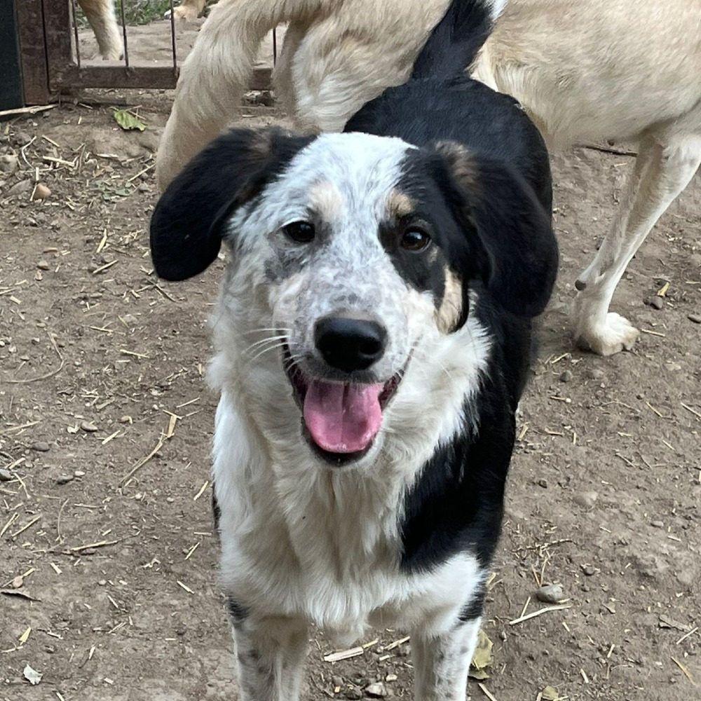 Pandora – urgent!