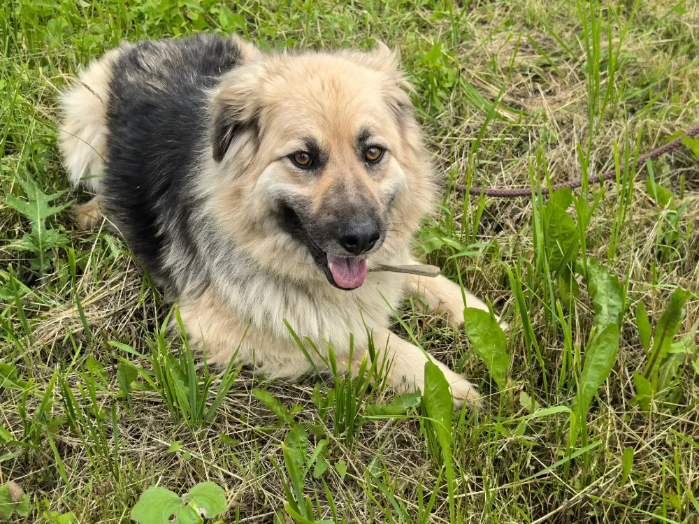 Bella