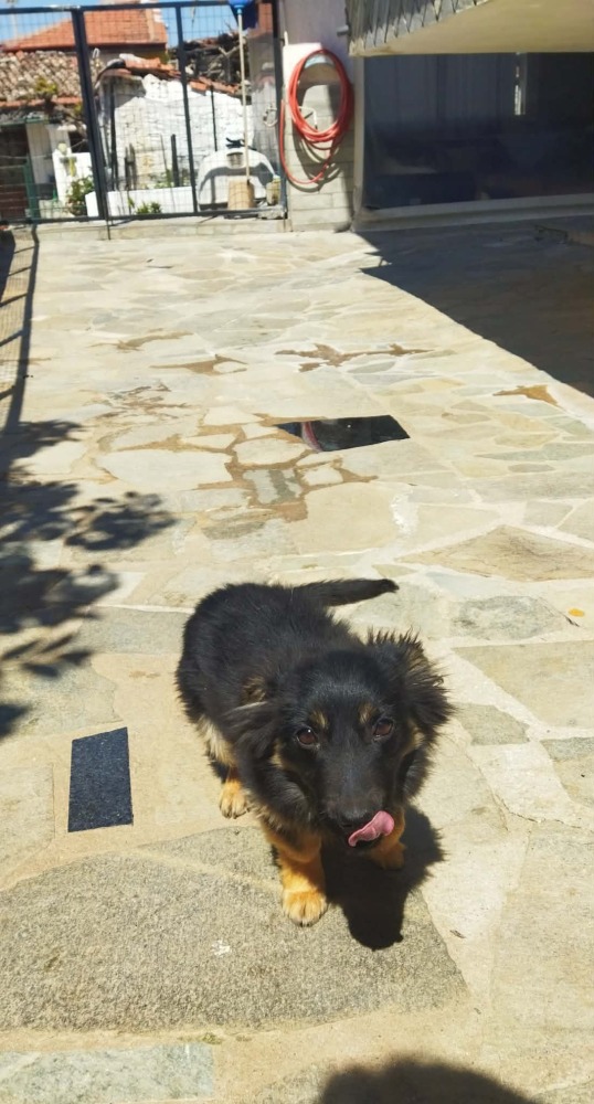 Rocco