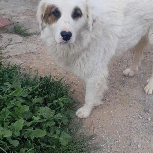 Pino