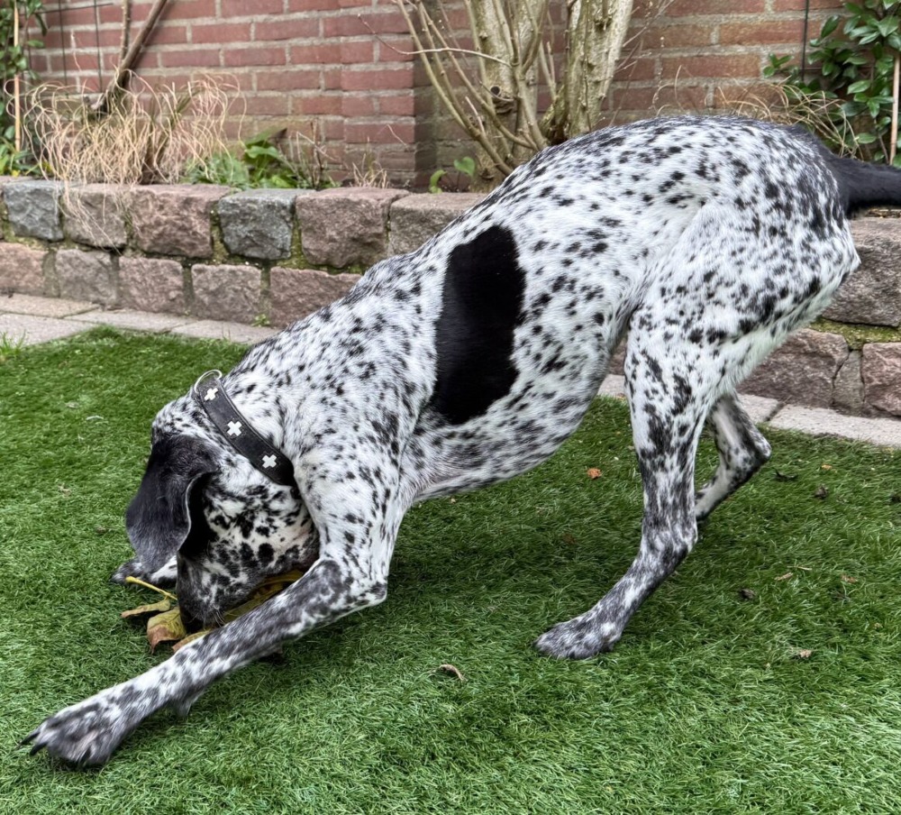 Kaya