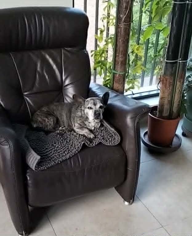 Ida klein hond groot hart